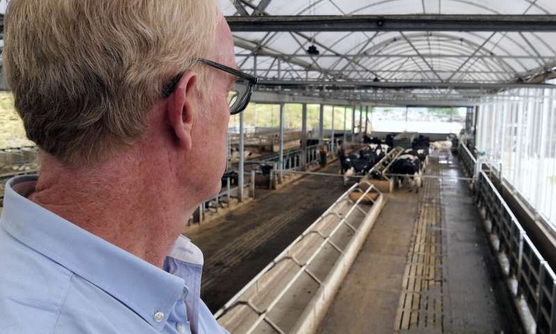 Une ferme britannique se lance dans une nouvelle technologie avec des colliers 5G sur des vaches