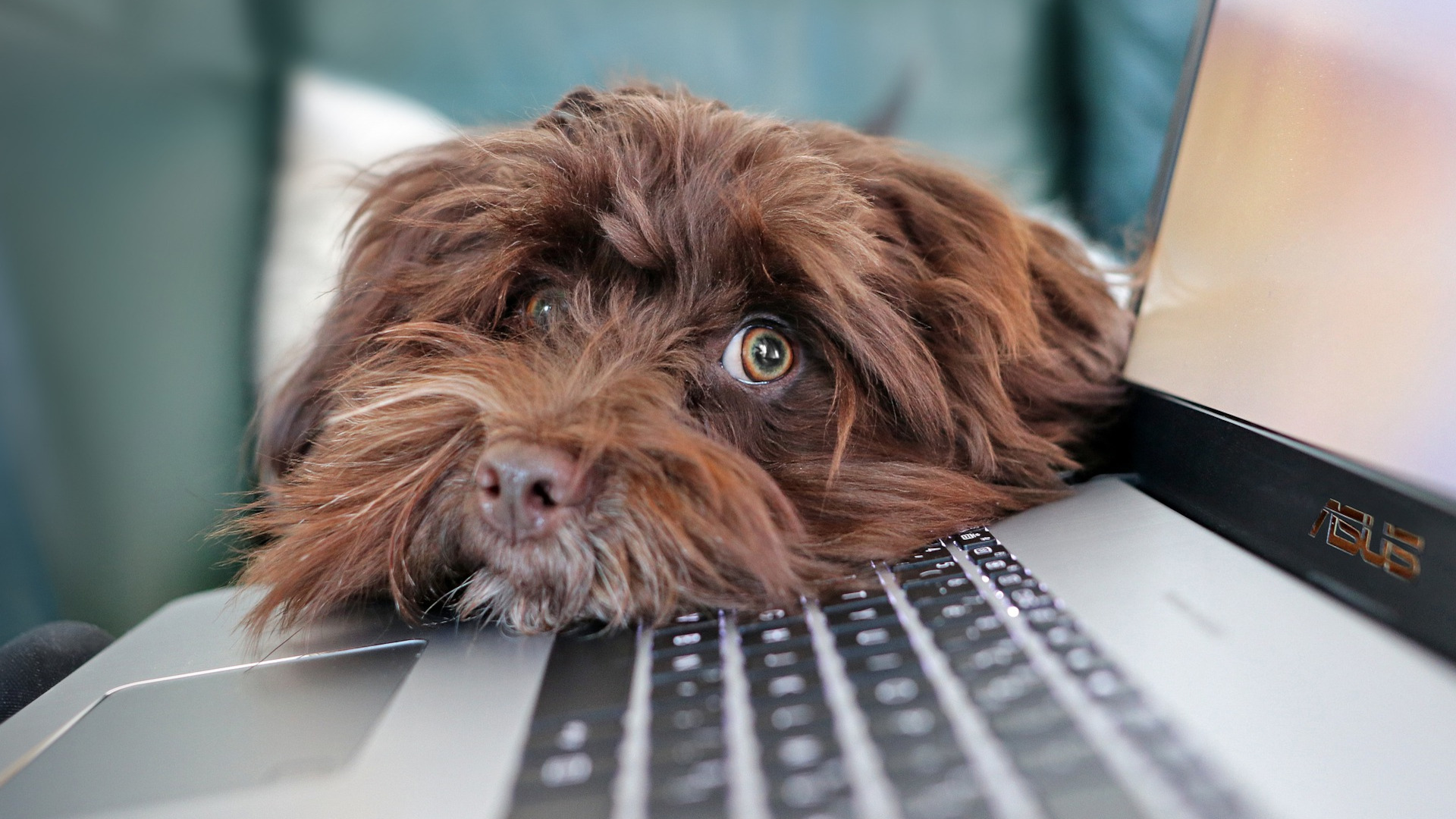 un chien posé sur un clavier
